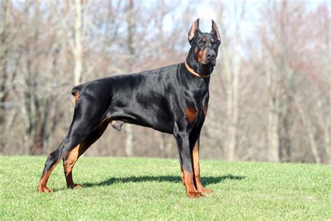 It has also been made illegal in many other European countries, . . Euro doberman